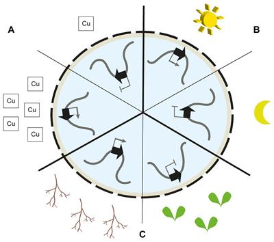 The Plant Nuclear Envelope and Its Role in Gene Transcription